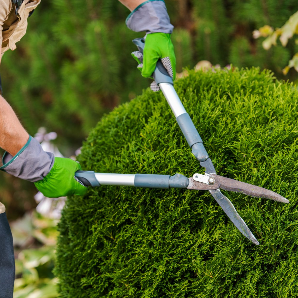 Une personne taille un buisson vert et sphérique avec des cisailles à long manche ; elle porte des gants.