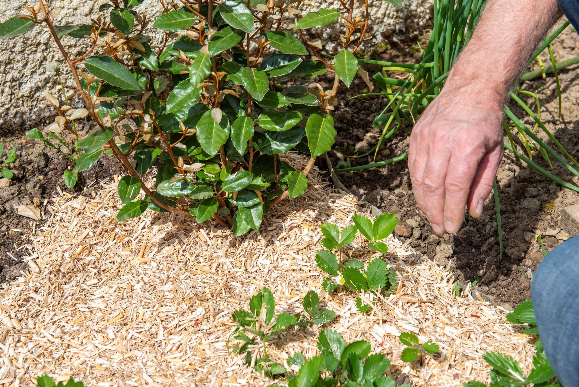 Un homme recouvre un parterre de fleurs de copeaux de bois autour d'une plante.