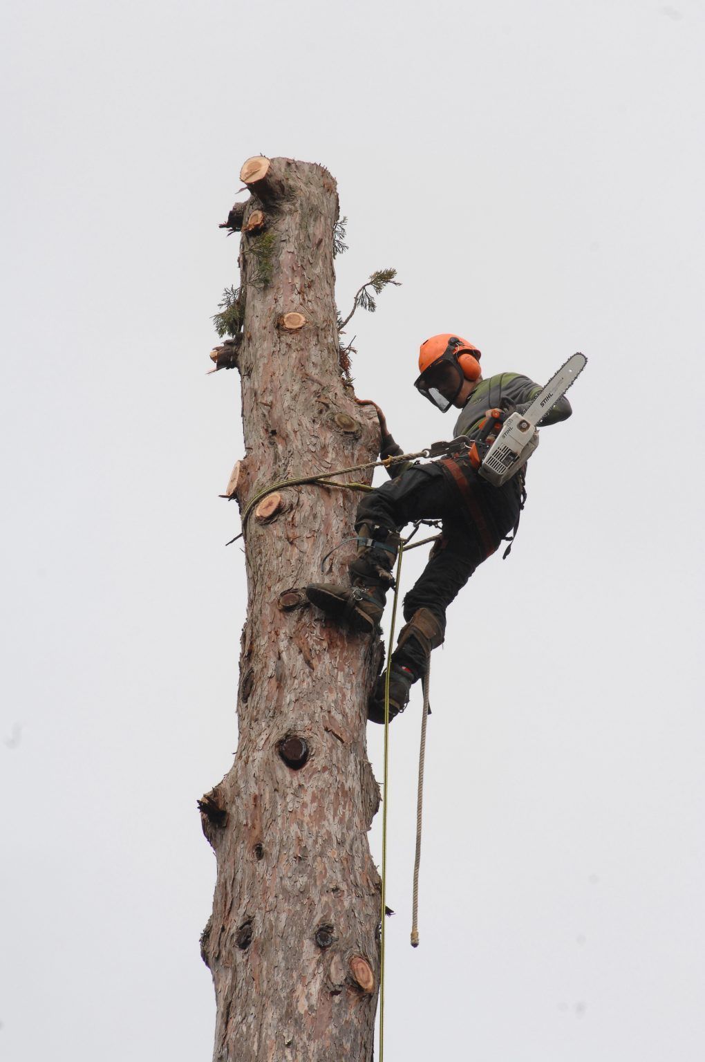 Arboriste perché en hauteur dans un arbre, coupant des branches à la tronçonneuse, portant un équipement de sécurité et un harnais d'escalade.