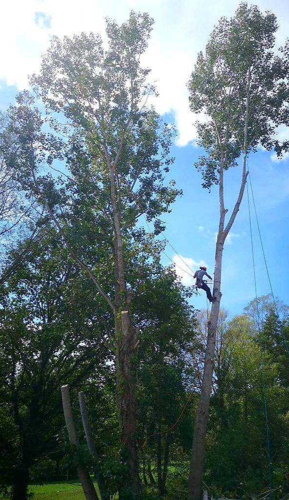 Un arboriste grimpe à un grand arbre sur fond de ciel bleu, coupant des branches pour l'élagage.