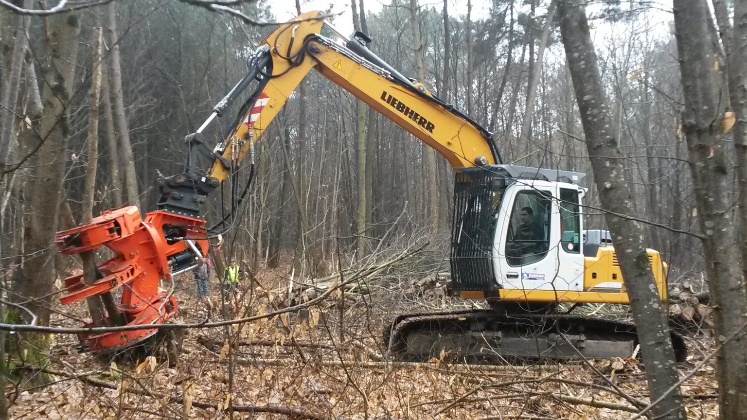Une pelle mécanique Liebherr jaune et blanche équipée d'une tête d'abattage forestier travaille dans une zone boisée.