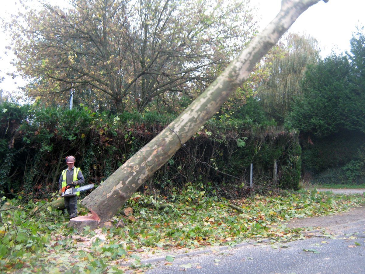 Une personne, tronçonneuse à la main, est en train d'abattre un arbre appuyé contre une haie.
