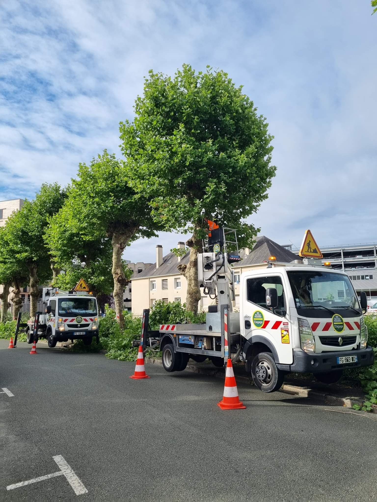 Deux camions utilitaires élaguent des arbres le long d'une rue. Des cônes orange délimitent la zone de travail.