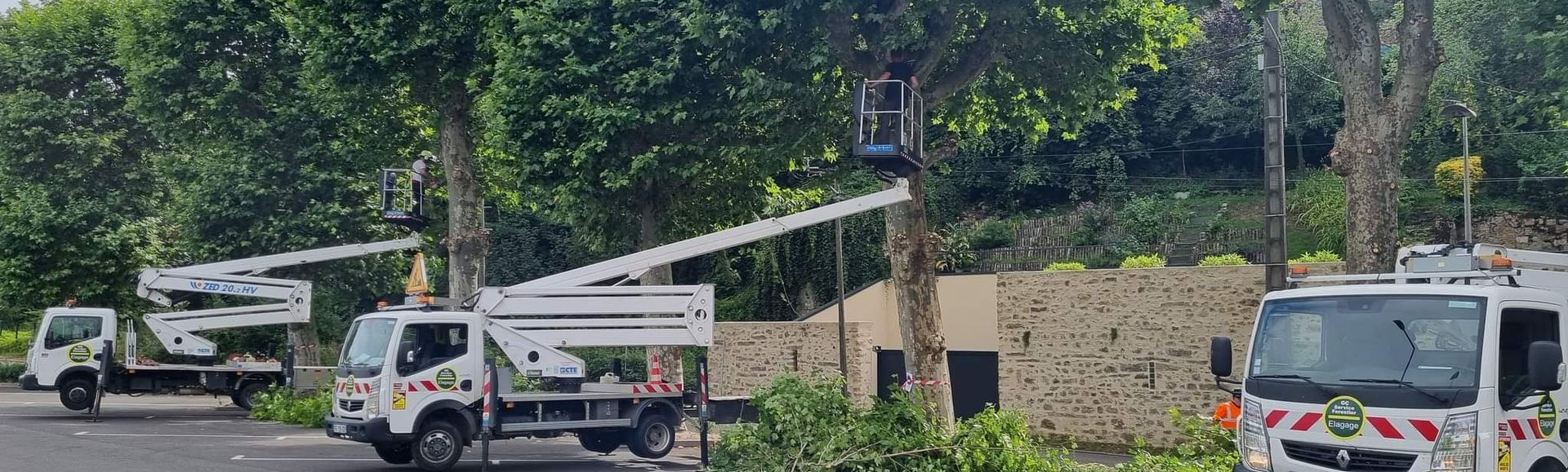 Trois camions blancs équipés de nacelles élévatrices élaguent des arbres dans une rue près d'un mur de pierre.