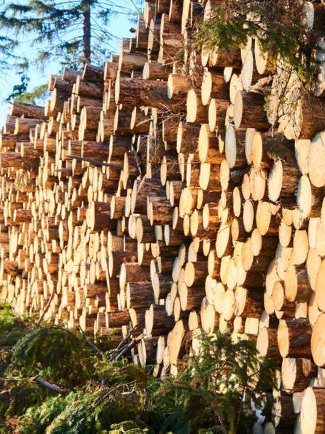 Birk Holz Forstwirtschaft
