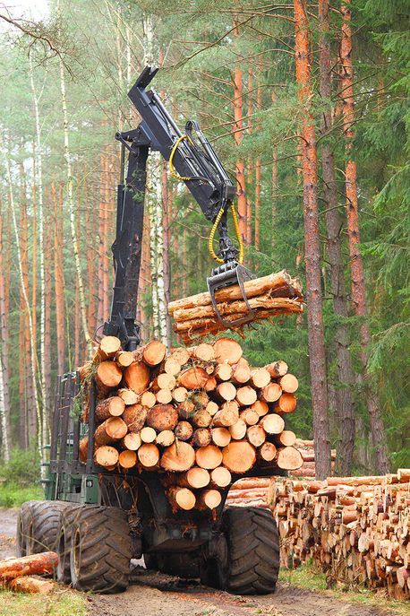 Birk Holz Forstwirtschaft