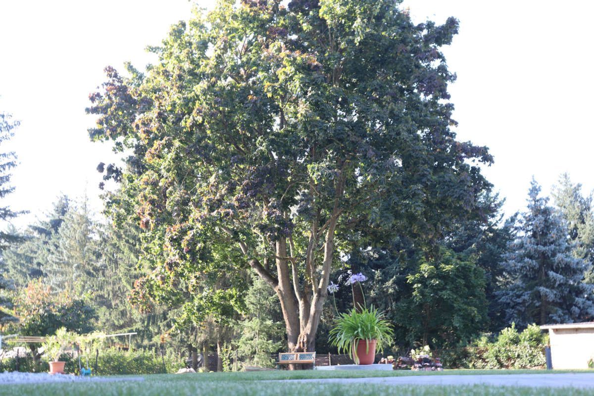 altersgerechte Wohnanlage großer Baum auf der Wiese