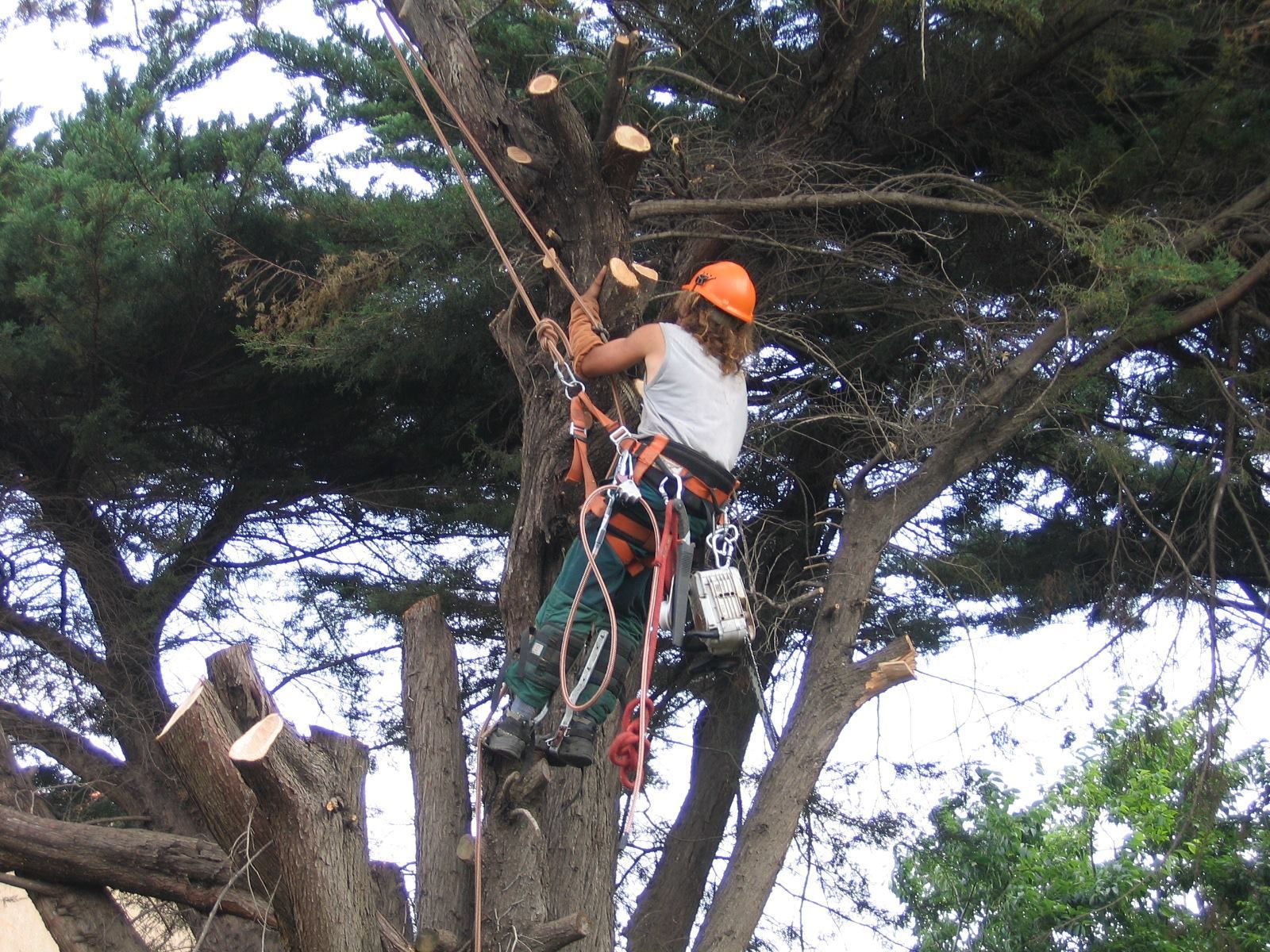 Un employé de Lm Jardins procède à l’élagage d’un arbre