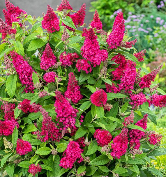 Sélection d'arbustes par la pépinière Lm Jardins