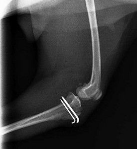 Una radiografía del codo de un perro con un tornillo en él.