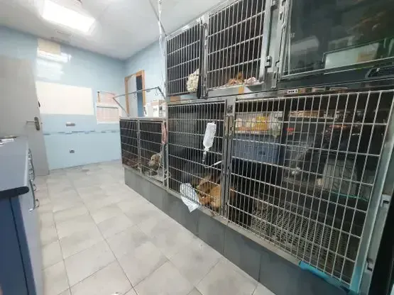 Una habitación llena de jaulas con perros dentro.