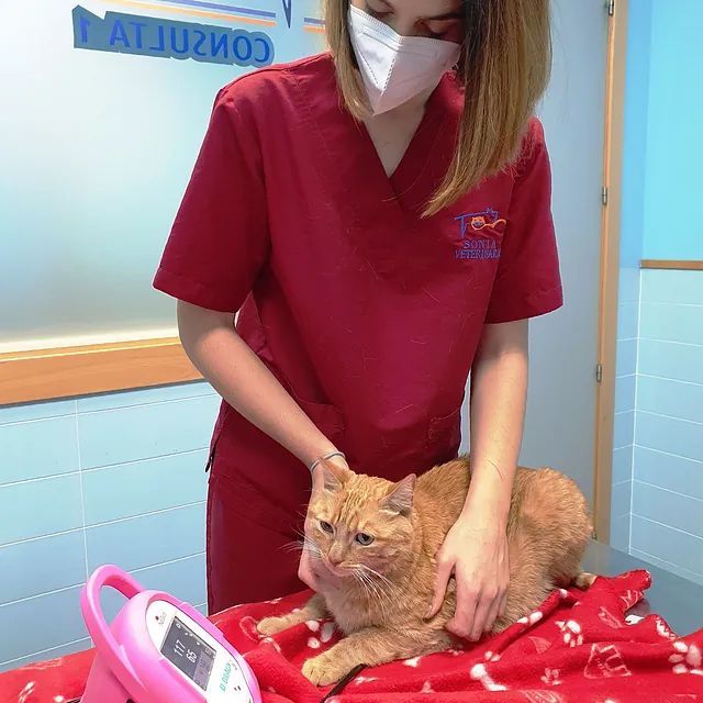 Una mujer con una máscara acaricia a un gato naranja.