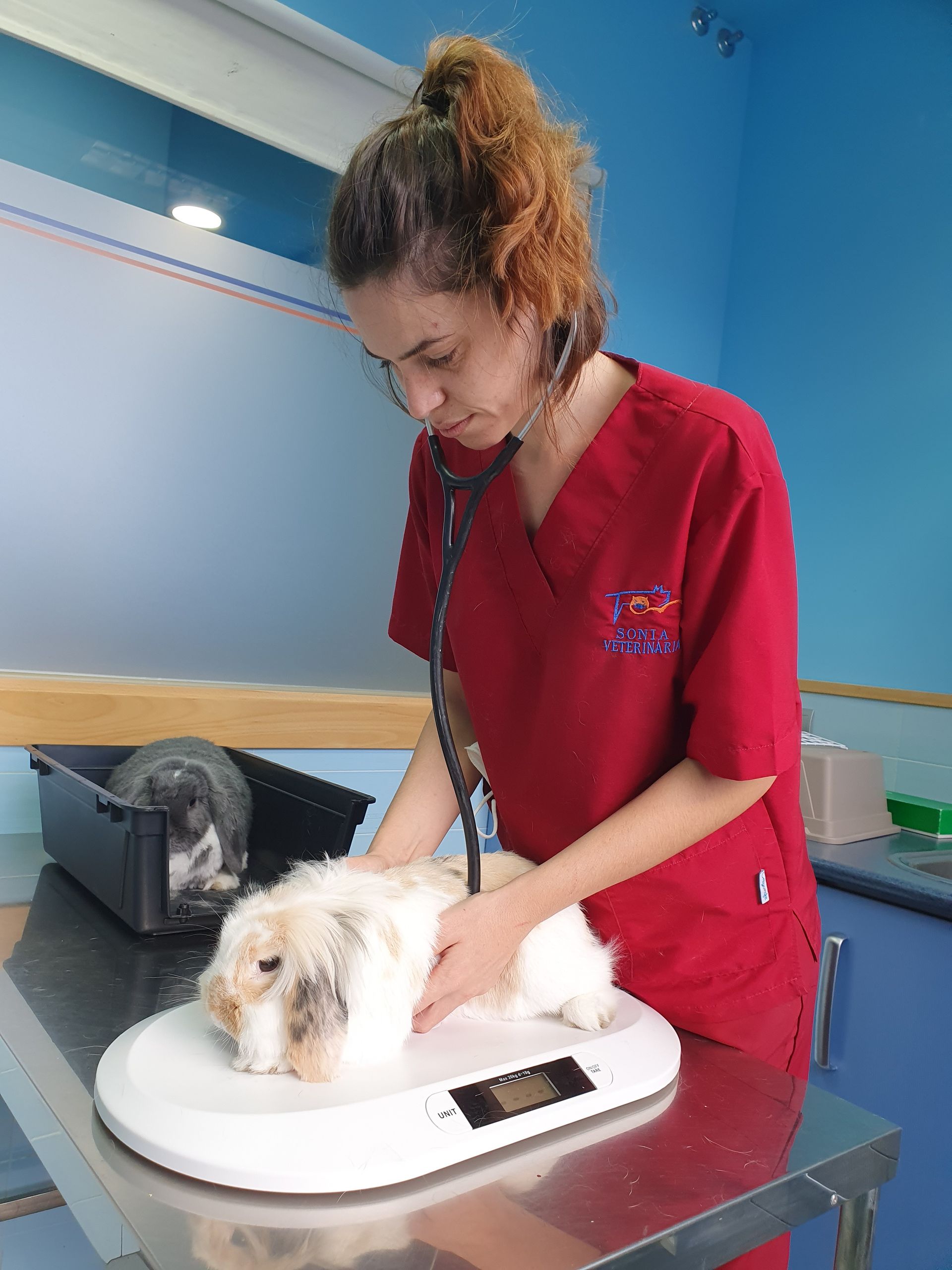 Una mujer con un uniforme rojo examina un pequeño perro blanco en una báscula.