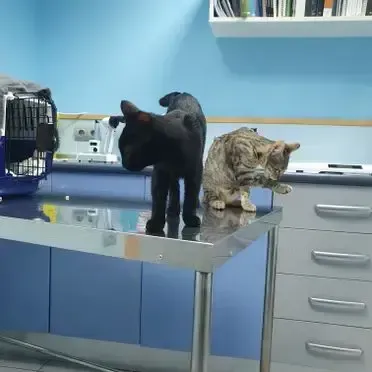 Dos gatos están de pie sobre una mesa en un consultorio veterinario.