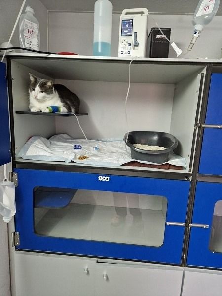 Un gato está acostado en un estante en un armario azul.