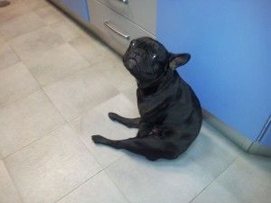 Un perro negro está sentado en el suelo al lado de un armario azul.
