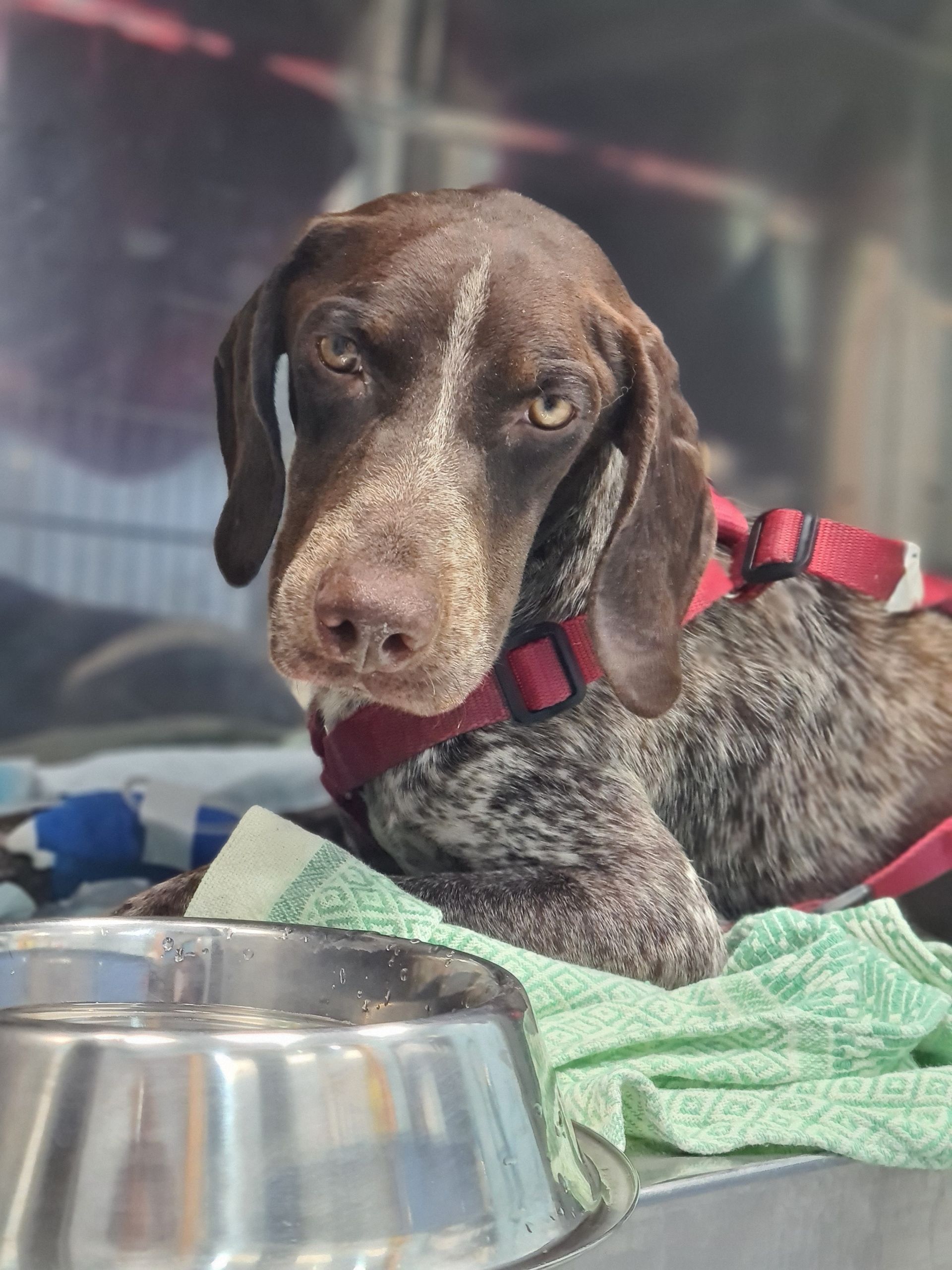 Un perro marrón con un collar rojo está acostado junto a un recipiente de metal.