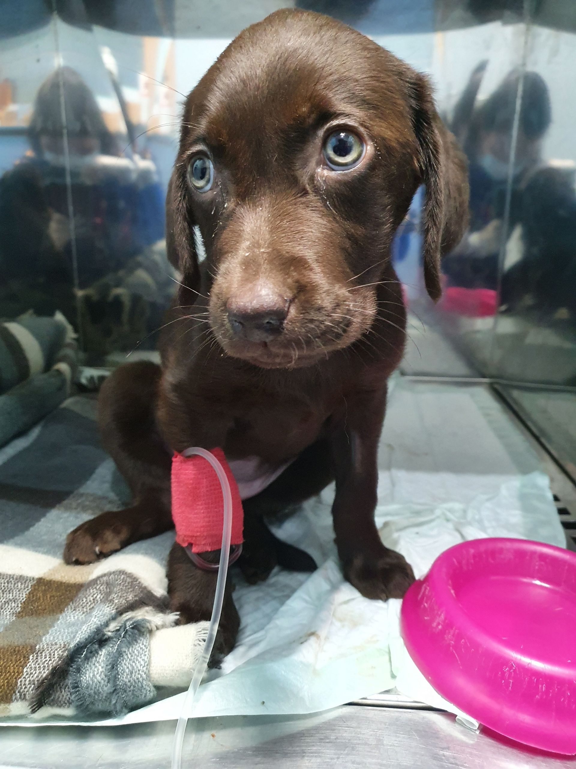 Un cachorro marrón con una venda en la pata está sentado junto a un cuenco rosa.