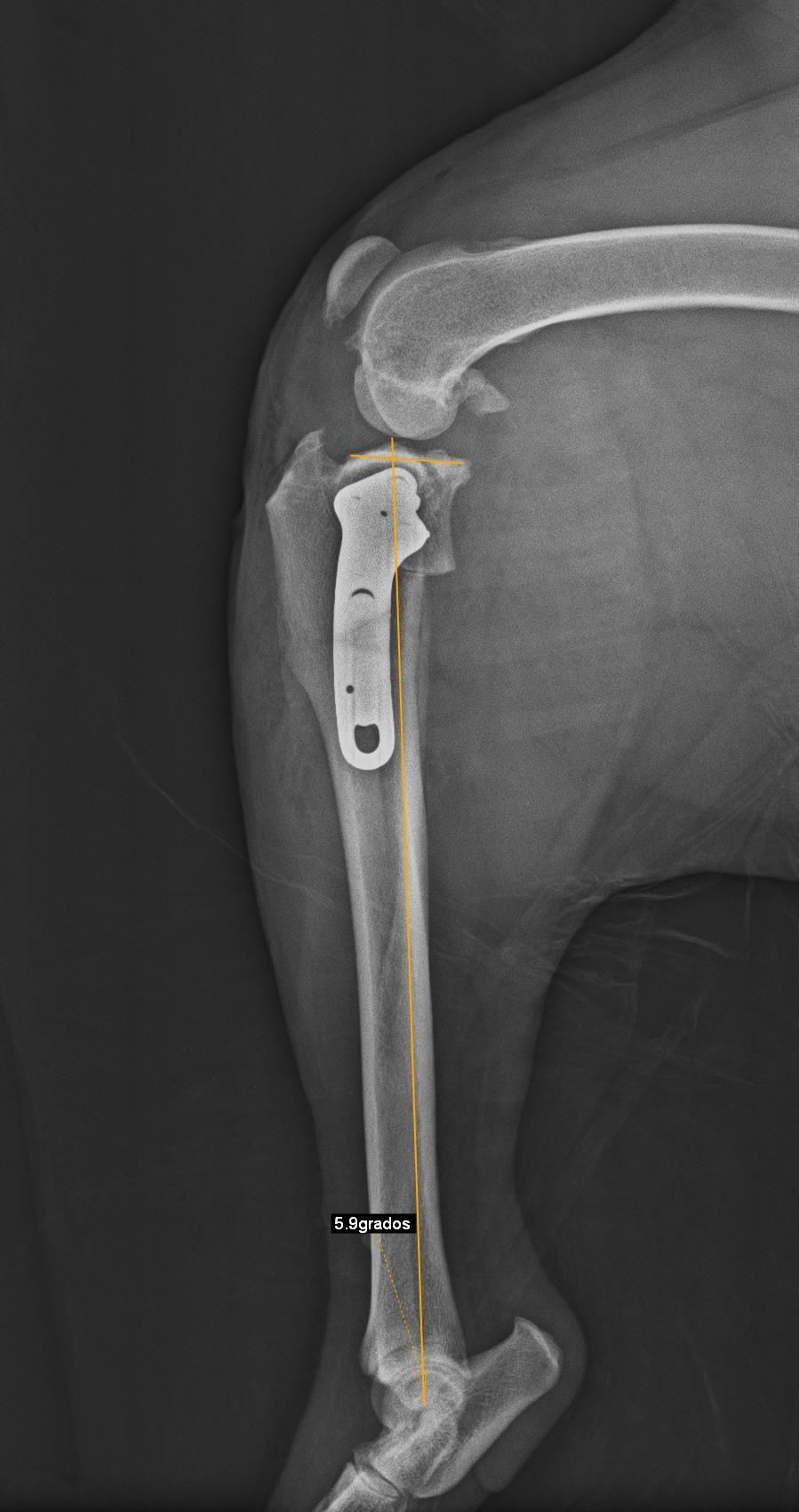 Una radiografía de la pata de un perro con un tornillo en ella.