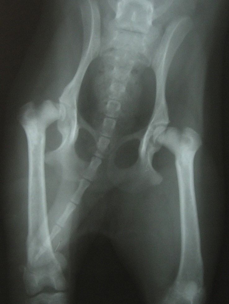 Una radiografía de la pelvis y las patas de un perro.