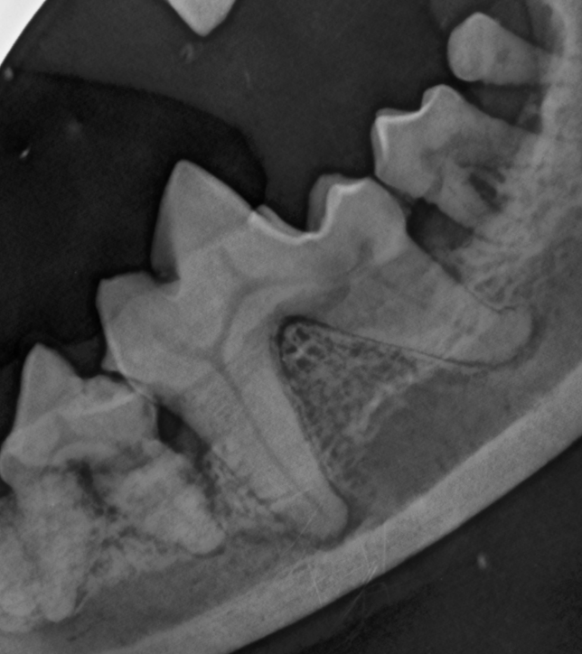 Un médico le está dando una inyección a un conejo con una jeringa.
