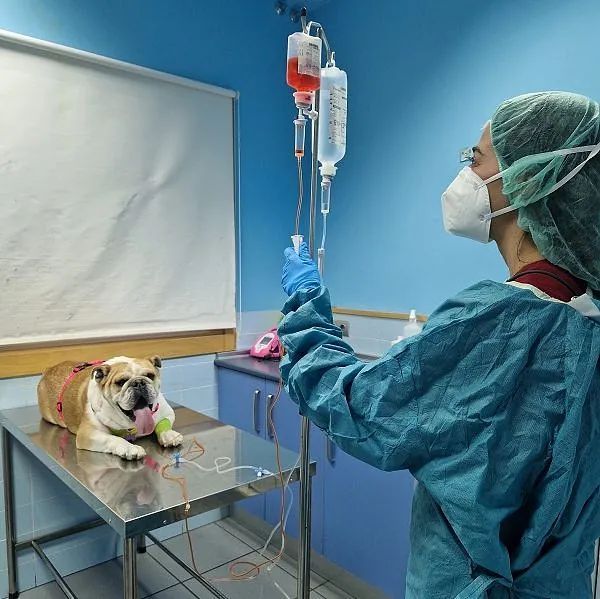 Un veterinario le está dando una inyección a un perro.