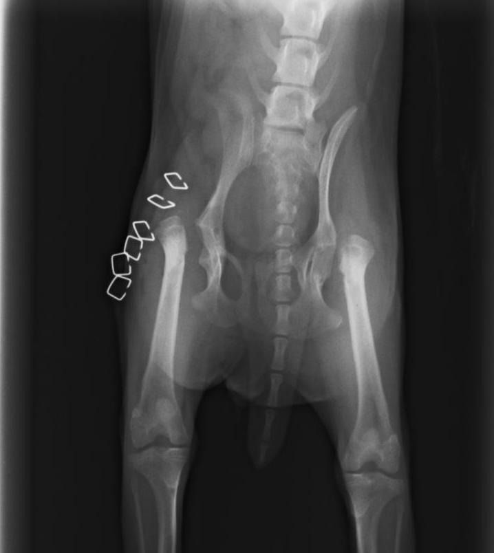 Una radiografía de la pelvis y las patas de un perro.