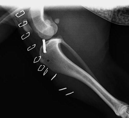 Una radiografía en blanco y negro de la pata de un perro.