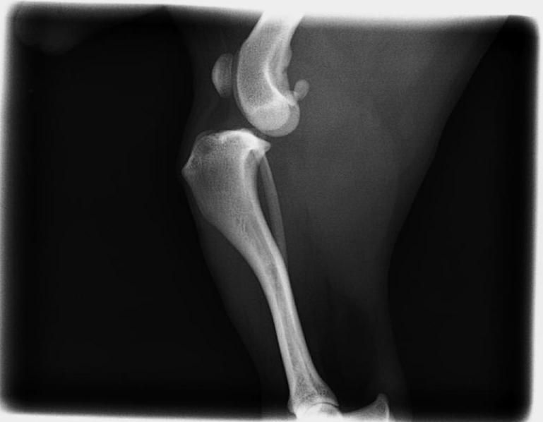 Una radiografía en blanco y negro de la rodilla y la pata de un perro.