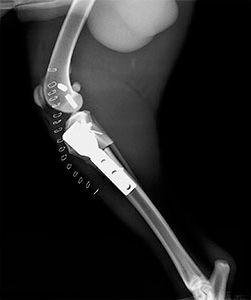 Una radiografía de la pata de un perro con un aparato ortopédico en ella.