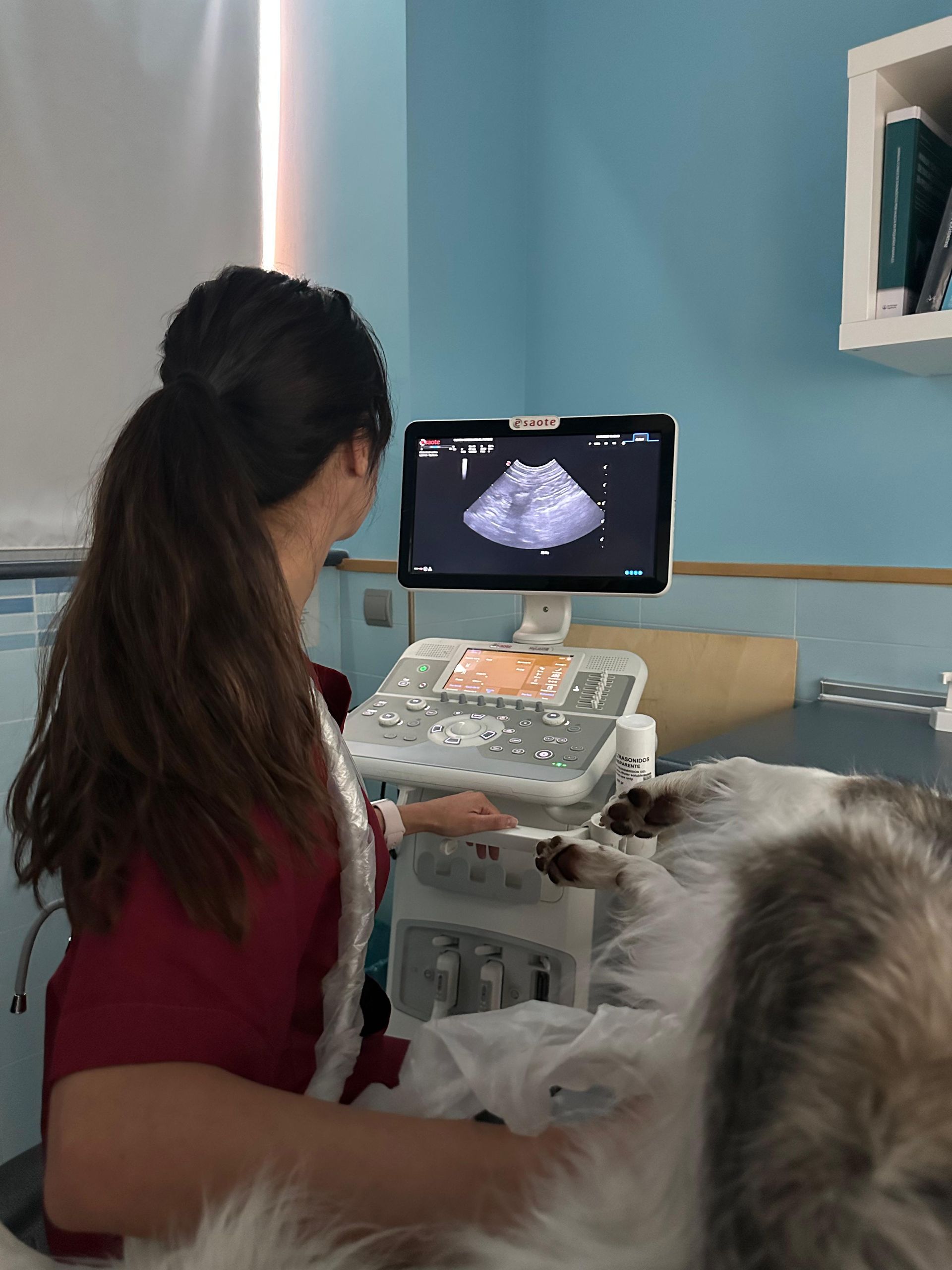 Una mujer está examinando a un perro con una máquina de ultrasonido.