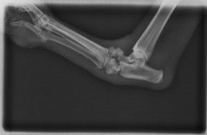 Una radiografía en blanco y negro del codo de un perro.