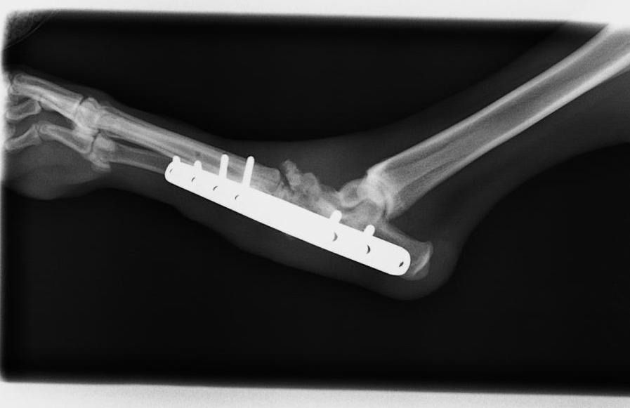 Una radiografía del codo de un perro con una placa de metal sobre él.