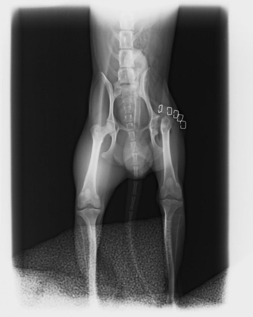 Una radiografía en blanco y negro de la pelvis y las patas de un perro.