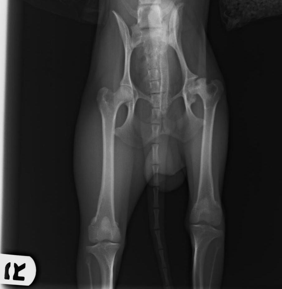 Una radiografía de la pelvis y las patas de un perro.