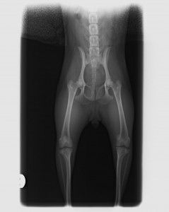 Una radiografía en blanco y negro de la pelvis y las patas de un perro.