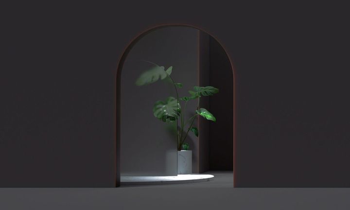 Una planta en maceta en una alcoba oscura y arqueada con luz tenue y reflejo en la pared del fondo.