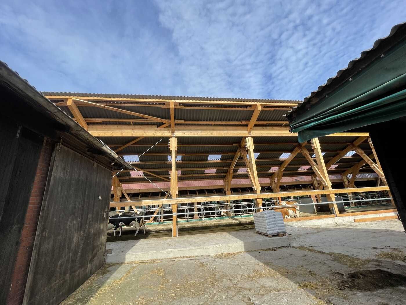 Eine Gruppe Kühe steht unter einem Holzdach in einem Stall.