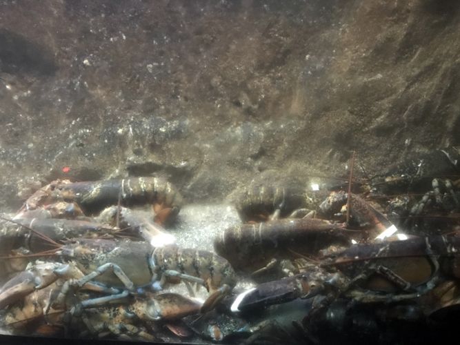 Un grupo de langostas está nadando en un tanque de agua.
