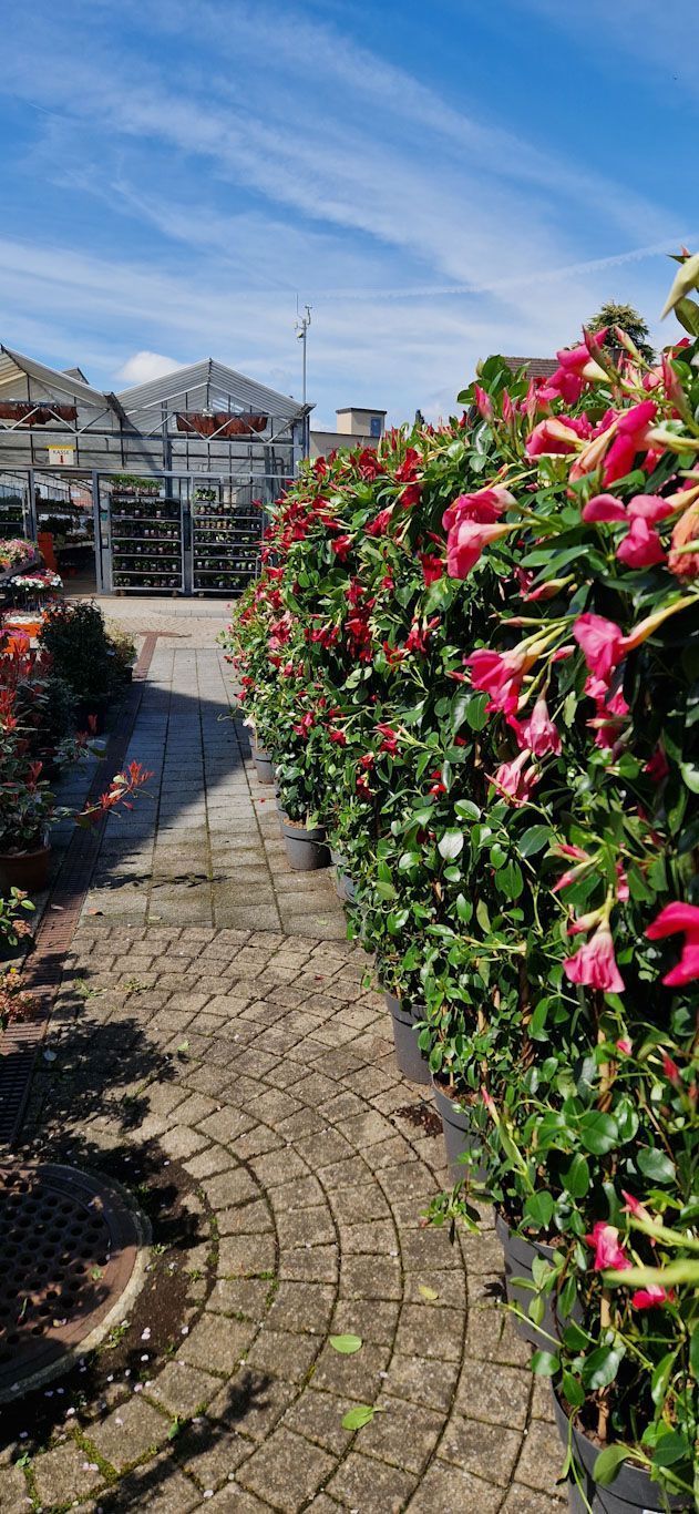 Gartenanlage - hollenstein blumengarten AG