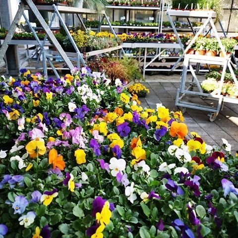 Gartenanlage - hollenstein blumengarten AG