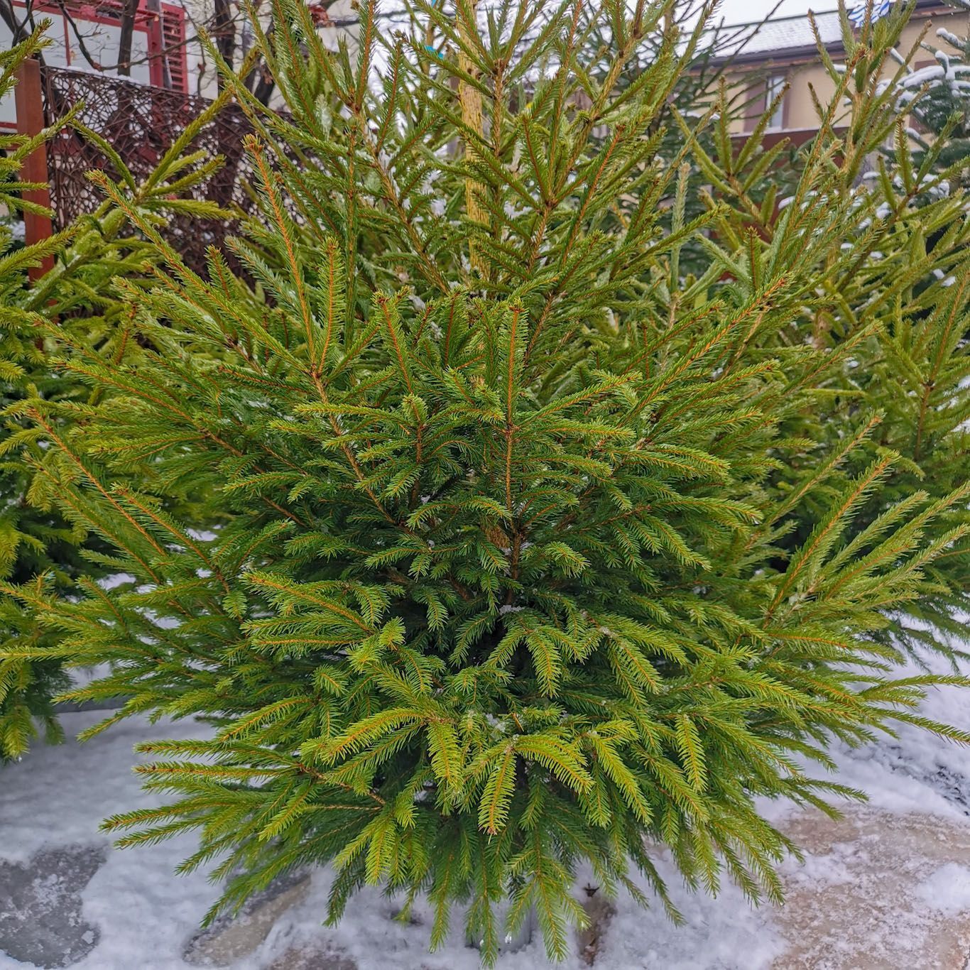 Gartenanlage - hollenstein blumengarten AG