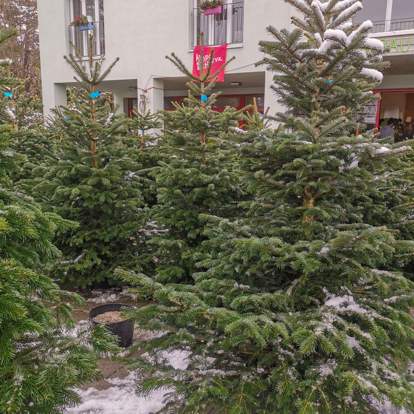 Gartenanlage - hollenstein blumengarten AG