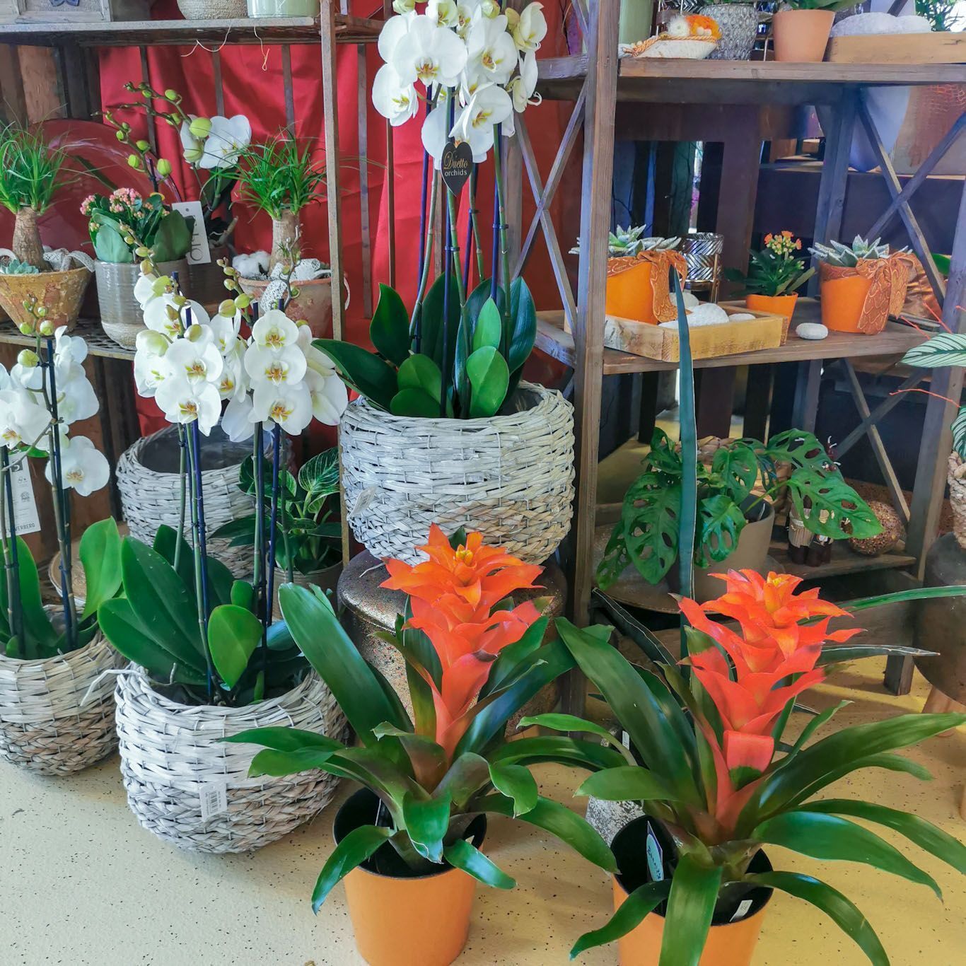 hollenstein blumengarten ag