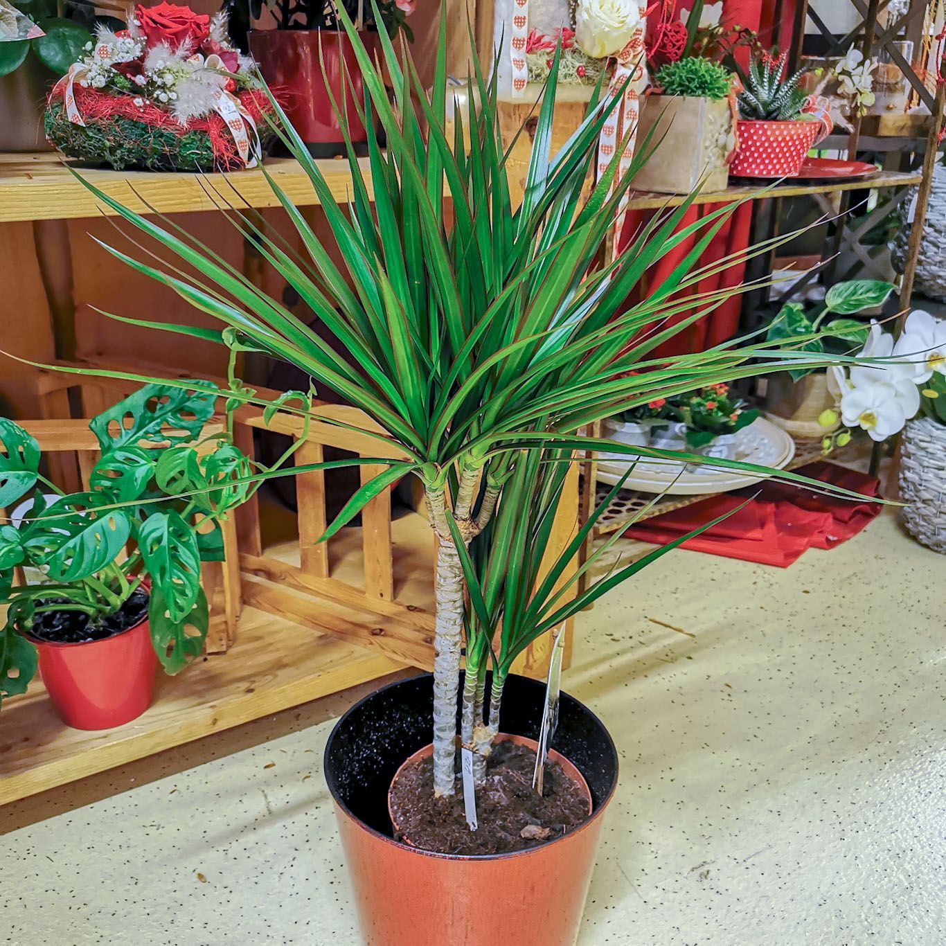 hollenstein blumengarten ag