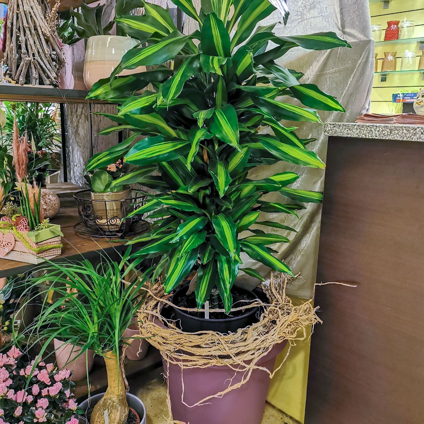 hollenstein blumengarten ag