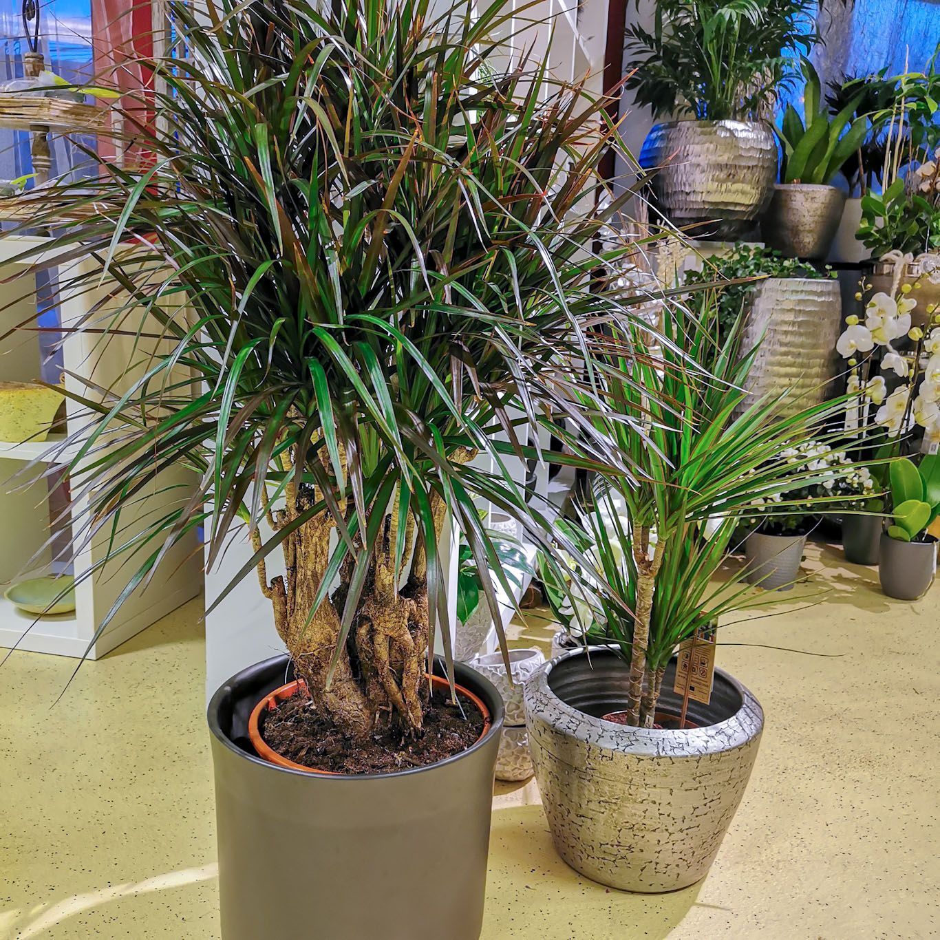 hollenstein blumengarten ag