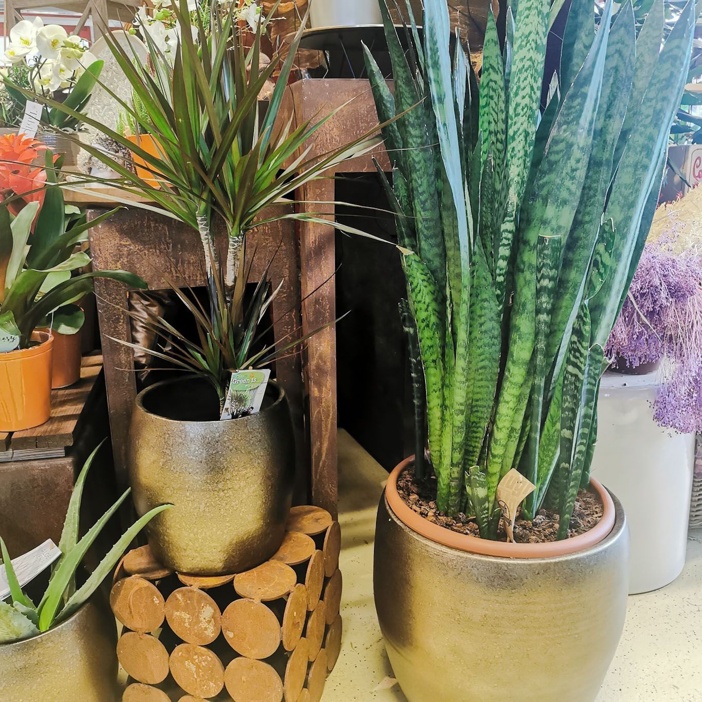 hollenstein blumengarten ag