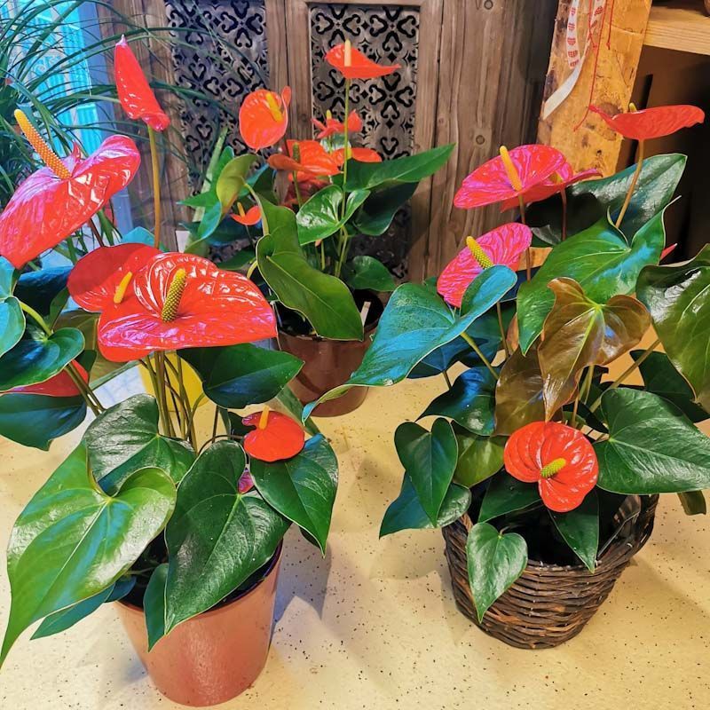 hollenstein blumengarten ag