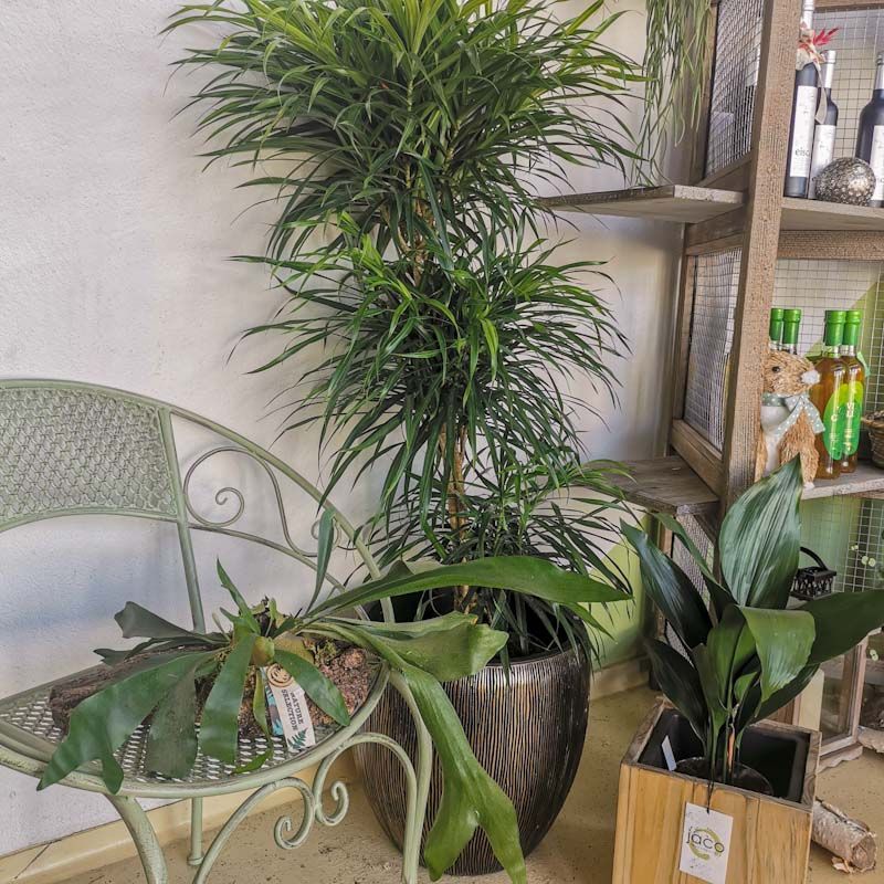 hollenstein blumengarten ag